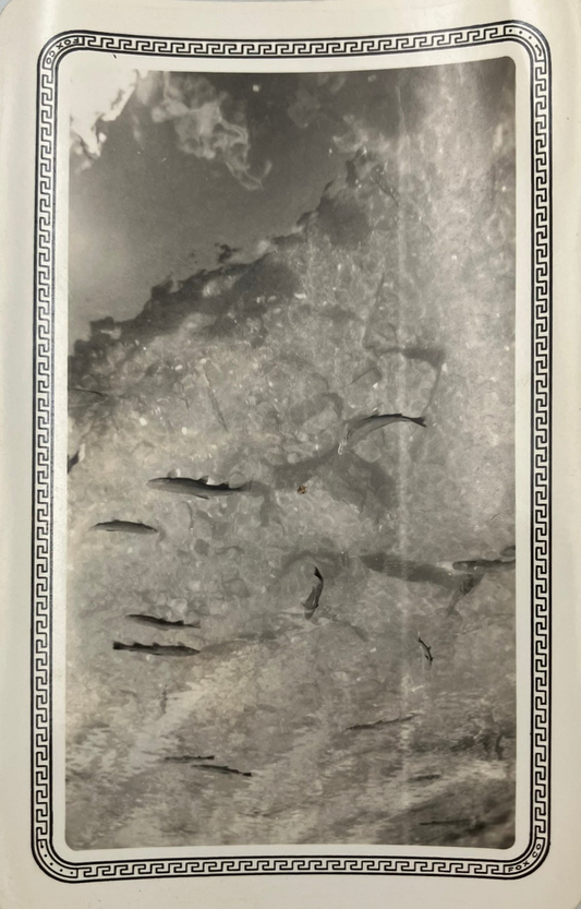 School of Fish in a Stream - 1930s B&W Photograph