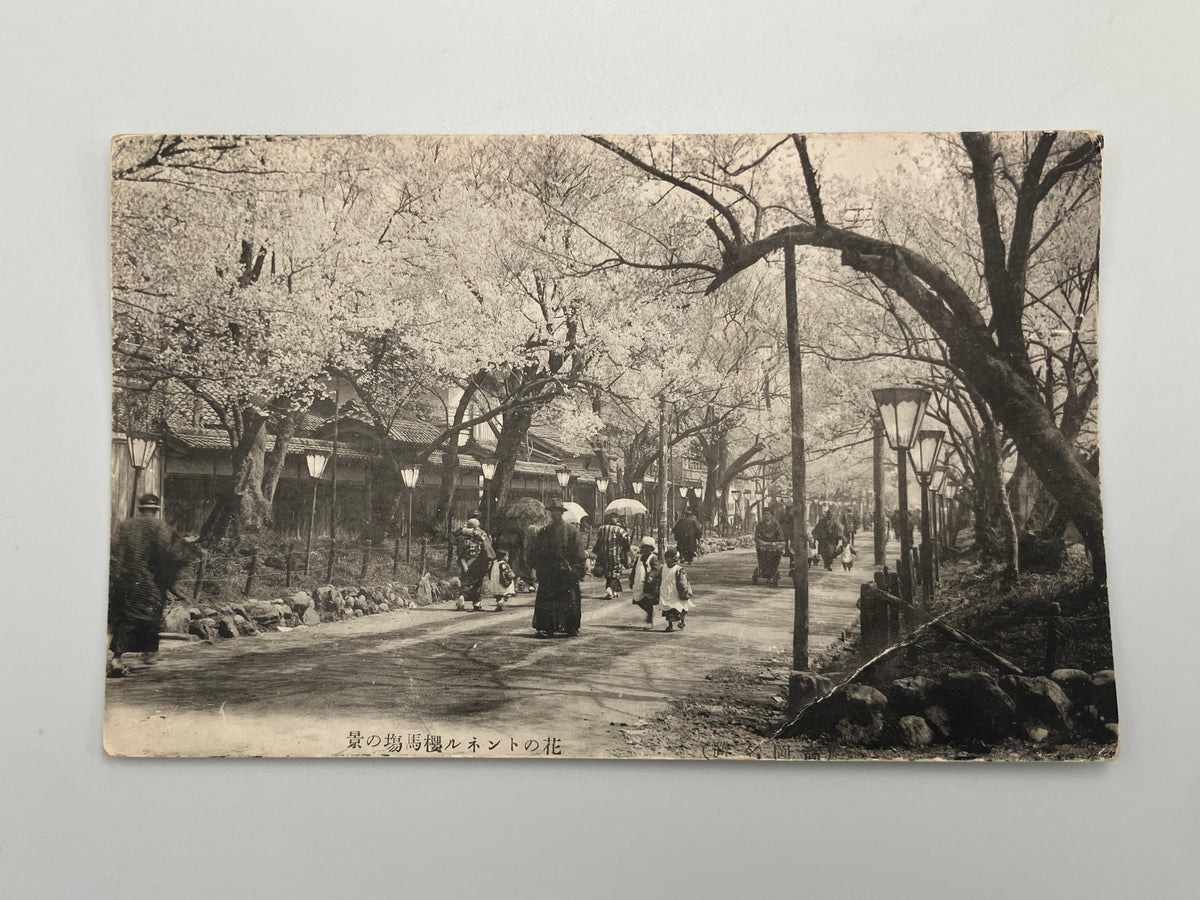 RPPC | Pre-WWII View of Sakura Avenue Cherry Blossoms | 1910s Imperial Japan