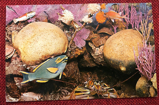 University of Michigan Exhibit Museum Bermuda Coral Reef Vintage Postcard
