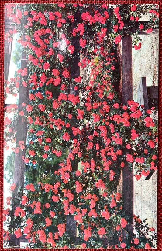 Park of Roses Rose Garden, Columbus, Ohio Vintage Postcard