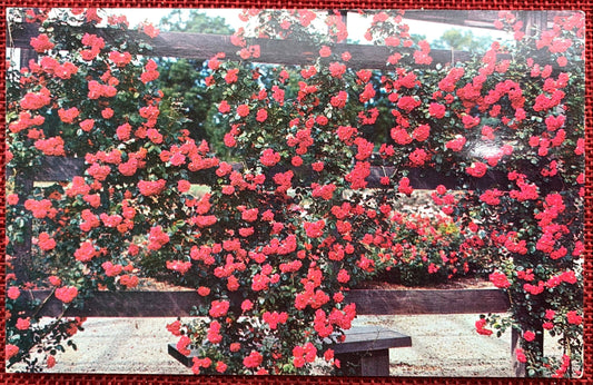 Park of Roses Rose Garden, Columbus, Ohio Vintage Postcard