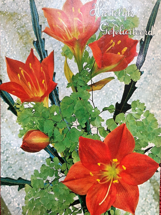 Dutch Congratulations - Vintage Postcard 1960s