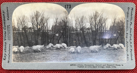 Sheep in Pasture at Iowa State University - Ames, Iowa - Vintage Stereoview Card - Keystone View Company - 1920s