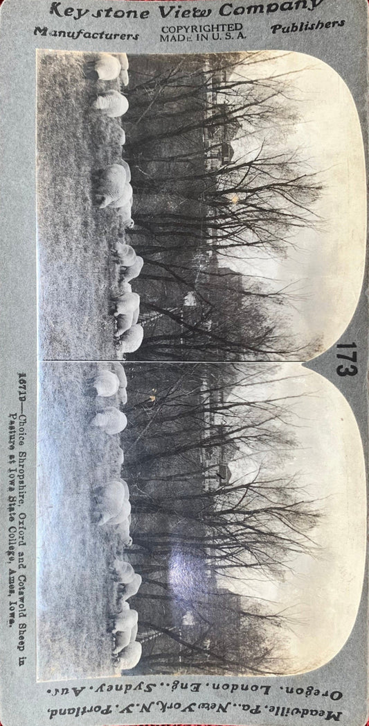 Sheep in Pasture at Iowa State University - Ames, Iowa - Vintage Stereoview Card - Keystone View Company - 1920s