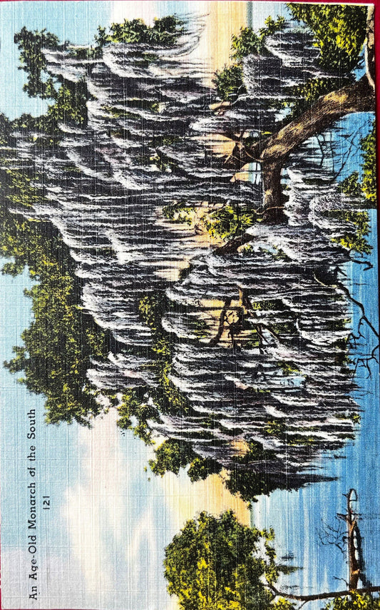 An Age-Old Monarch of the South 121, Bradenton, Florida - Linen Postcard