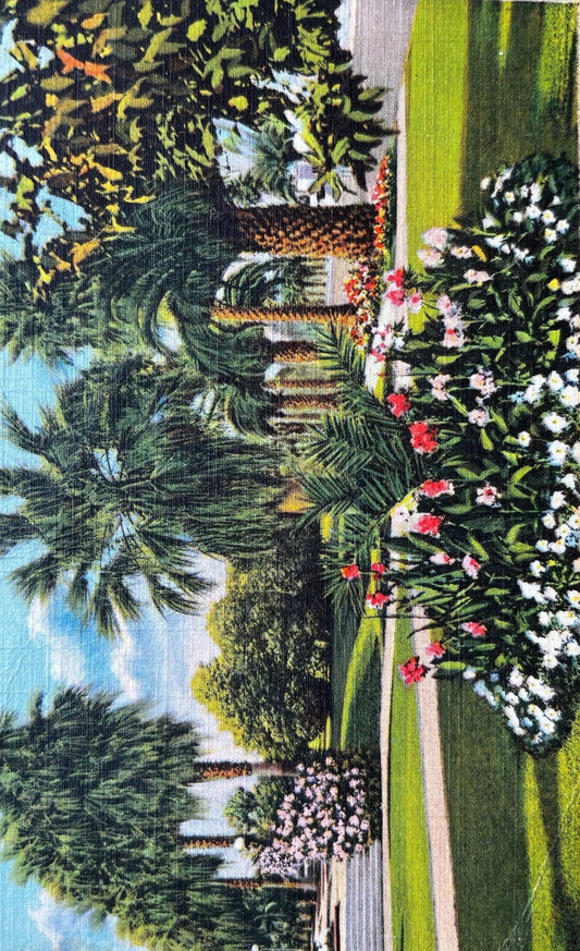 Palms and Flowers in a California Residential District - Vintage Linen Postcard 1930s