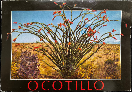 Ocotillo, Arizona - Retro Postcard 1980s