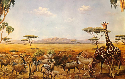 University of Michigan Museum African Waterhole, Ann Arbor, Michigan MI Vintage Postcard