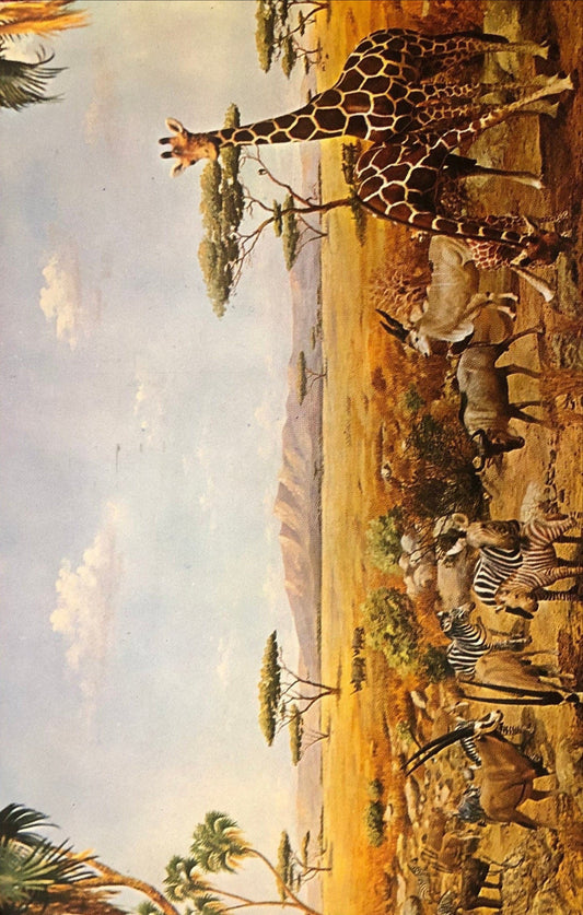 University of Michigan Museum African Waterhole, Ann Arbor, Michigan MI Vintage Postcard