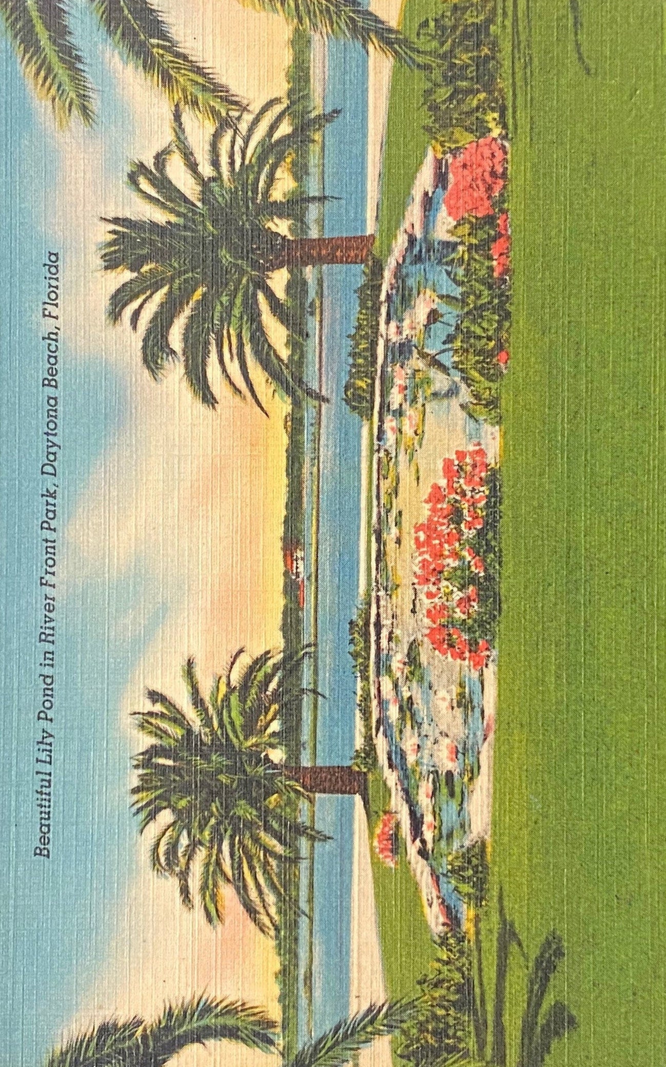 Beautiful Lily Pond in River Front Park, Daytona Beach, Florida - 1940s Linen Postcard