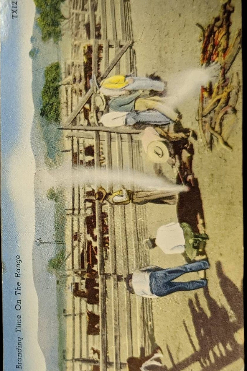Branding Time on the Range in New Mexico - Vintage Texas Postcard