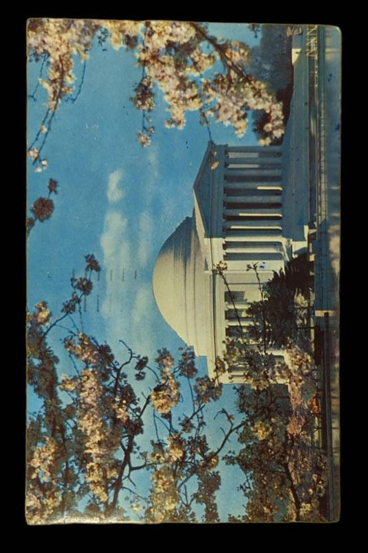 The Jefferson Memorial at Cherry Blossom Time, Washington D.C., Maryland - Vintage 1950s Postcard