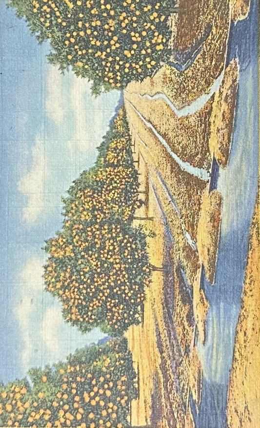 Irrigated Orange Grove, California - Vintage Linen Postcard