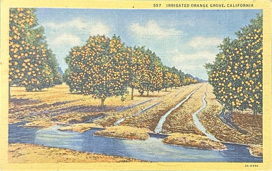 Irrigated Orange Grove, California - Vintage Linen Postcard