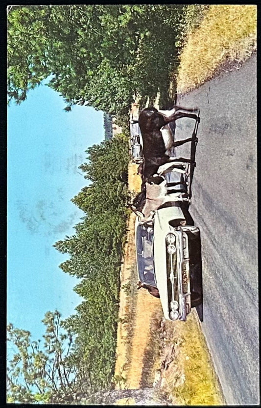 R. 130 - Donkeys Begging for Handout Black Hills, South Dakota -  Vintage Automobiles Vintage Postcard