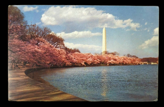 Washington Monument, Washington D.C. - Vintage 1950s Postcard