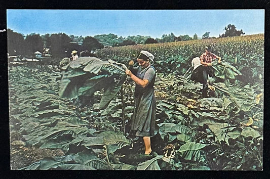The Amish Homestead, Penn.- Jim Hess Photograph Vintage Postcard