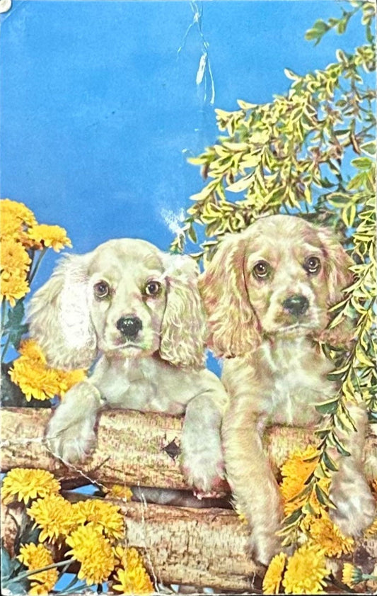 Cocker Spaniels - 1950s Postcard