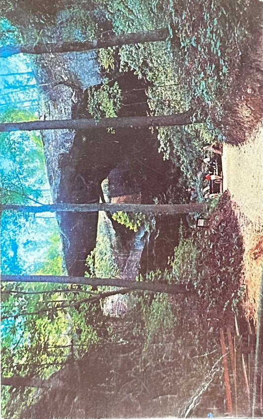Natural Bridge of Alabama - Vintage Postcard