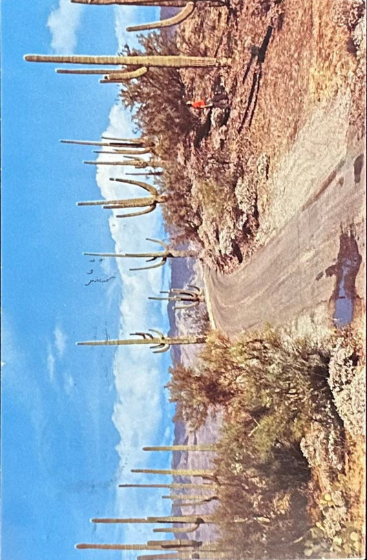 Road in Saguaro Forest, Arizona - Vintage Postcard