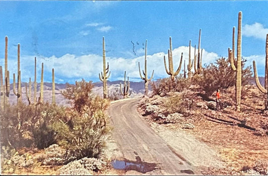 Road in Saguaro Forest, Arizona - Vintage Postcard