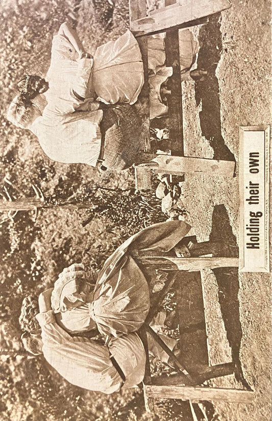Holding Their Own - Vintage Postcard