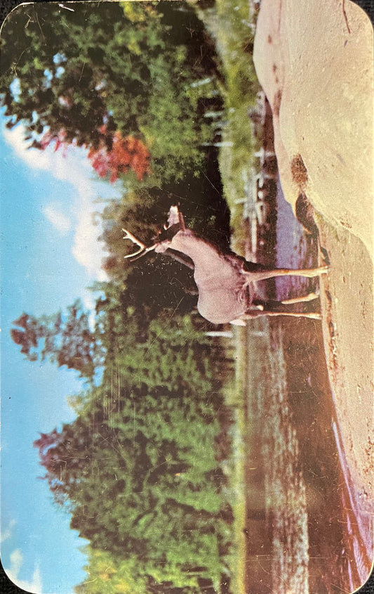 The Sentinel - "Vacationland Scene" - White Tailed Deer Buck in the Wildwood - Wisconsin - 1950 Postcard