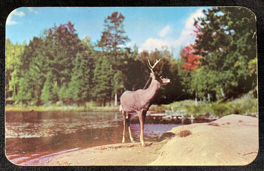 The Sentinel - "Vacationland Scene" - White Tailed Deer Buck in the Wildwood - Wisconsin - 1950 Postcard