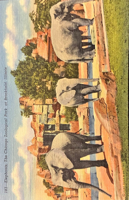 Elephants, The Chicago Zoological Park at Brookfield, Illinois - Vintage Postcard