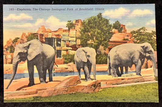 Elephants, The Chicago Zoological Park at Brookfield, Illinois - Vintage Postcard