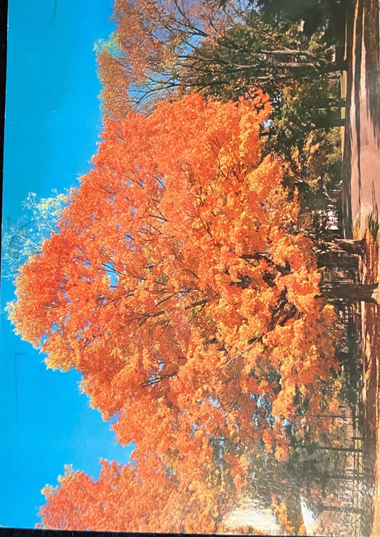 Vermont Autumn Foliage - Vintage Postcard - Frank L. Forward Photo