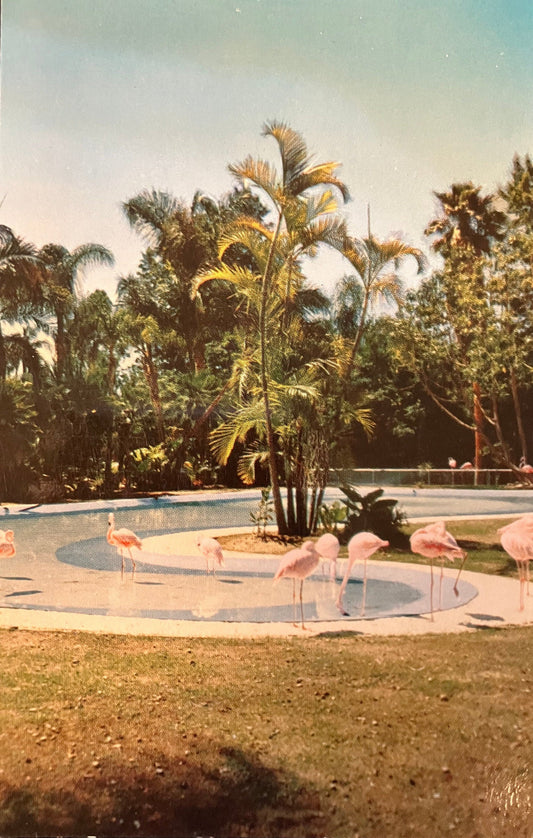 Flamingos at the San Diego Zoo - Vintage Postcard