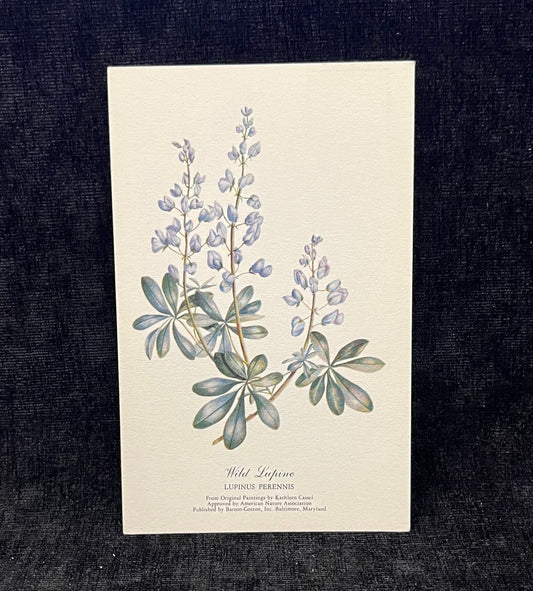 Wild Lupine, Wild Rose, and Blue Flag  Betty Cares Drawings- Water colored by Kathleen Cassel - Flower Postcards - Set of 3