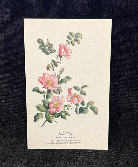 Wild Lupine, Wild Rose, and Blue Flag  Betty Cares Drawings- Water colored by Kathleen Cassel - Flower Postcards - Set of 3
