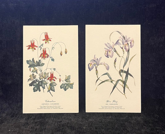 Blue Flag and Columbine -  2 Flower Postcards - sold as a set