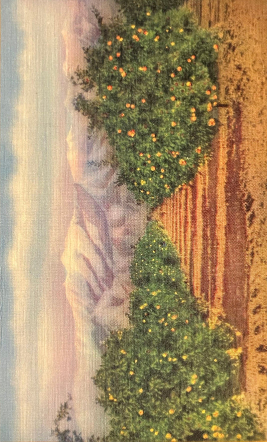 Orange Grove in California - Vintage Postcard