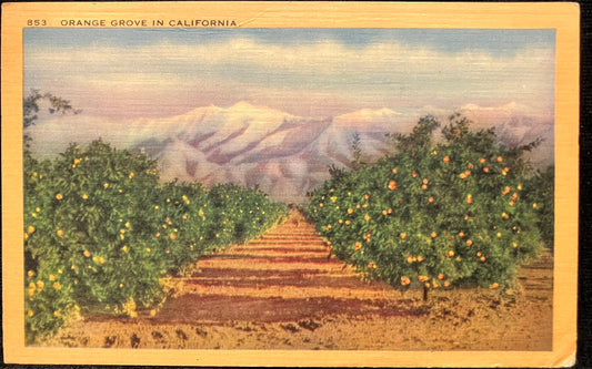 Orange Grove in California - Vintage Postcard