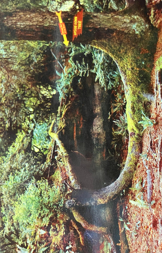The “Upside Down Tree” - Redwood Highway, California - Color Photo by Lionel Bridge - Vintage Postcard