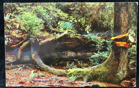 The “Upside Down Tree” - Redwood Highway, California - Color Photo by Lionel Bridge - Vintage Postcard