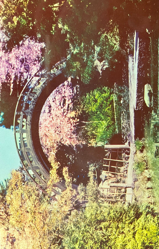 Japanese Tea Garden - San Francisco, California - Vintage Postcard