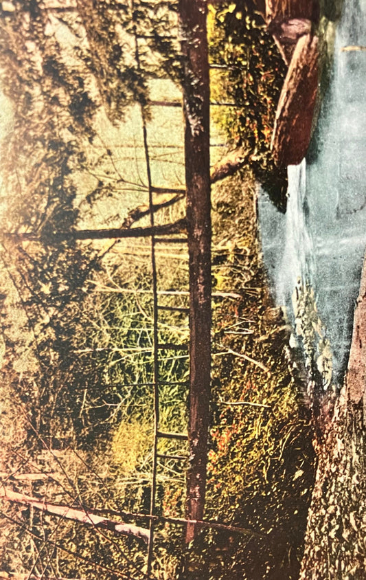 Natural Bridge - Santa Cruz Mountains, California. - Vintage Postcard