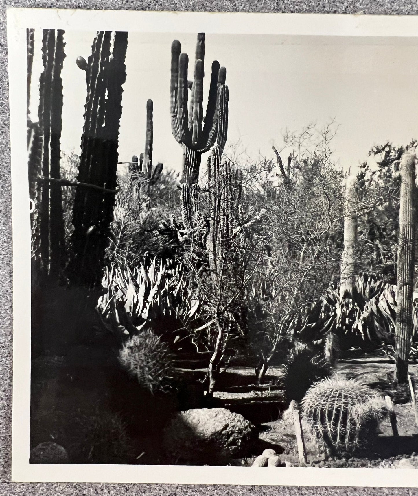 Section of Exotic Plantings  - Desert Botanical Garden of Arizona - Papago Park - Phoenix - R. C. Proctor Photo