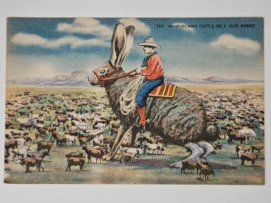 San Antonio Texas Postcard - "Punching Cattle On A Jack Rabbit - Texas 1950s Humorous Postcard