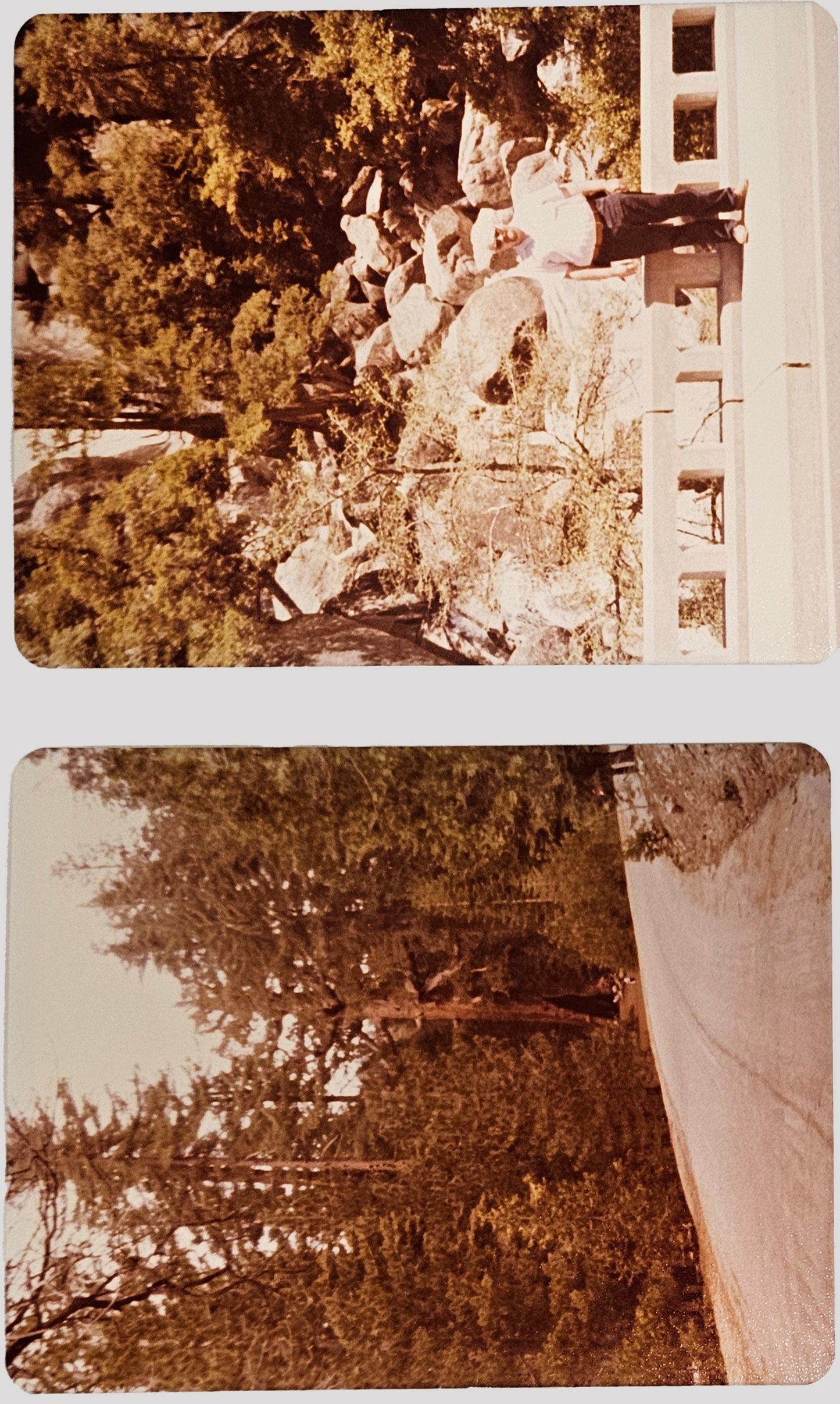 Two 1980s Photos Of Oldest Tree In Yosemite National Park - Family Trip - Sold as Set of two