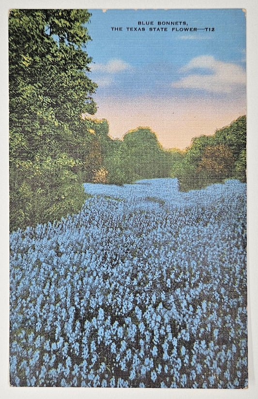Blue Bonnets, The Texas State Flower - Iconic Linen Nature Photo Postcard - Hand tinted color full bleed on Linen Paper