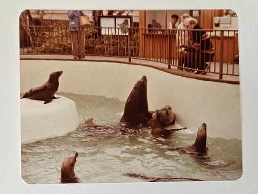 California Vacation Photos - 1979-1980 - Kodak Color Photos - San Diego - Charger's Game - Dana Point Harbor- Seaworld - Sold as a set of 4