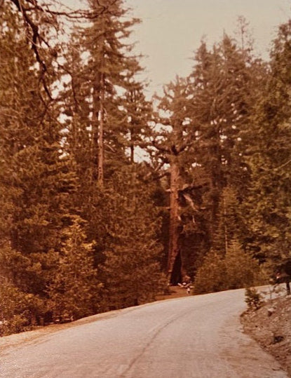 Two 1980s Photos Of Oldest Tree In Yosemite National Park - Family Trip - Sold as Set of two