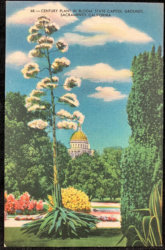 Century Plant in Bloom, State Capitol Grounds, Sacramento, California - Vintage Postcard