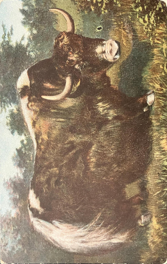 Musk Ox - Northern Canada - Vintage 1900 Postcard