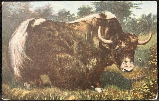 Musk Ox - Northern Canada - Vintage 1900 Postcard